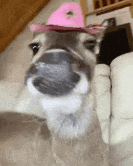 a dog wearing a pink cowboy hat with a flower on it