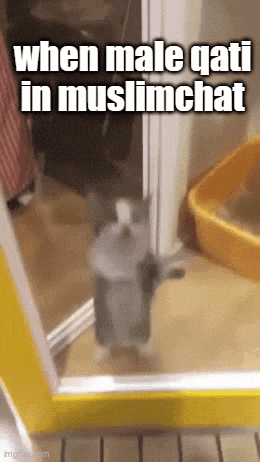 a cat is standing in front of a mirror with the words when male qati in muslimchat written above it .