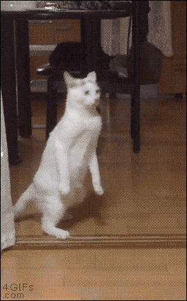 a white cat standing on its hind legs in front of a table and chairs