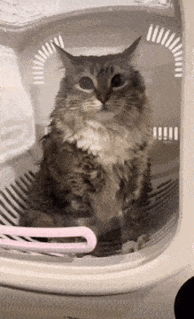 a wet cat is sitting inside of a clear plastic container