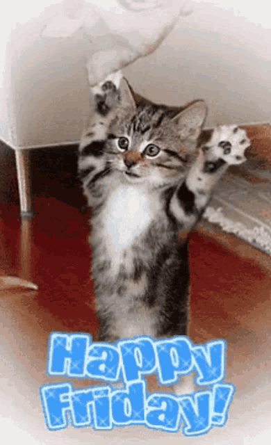 a kitten with its paws in the air with the words happy friday written below it