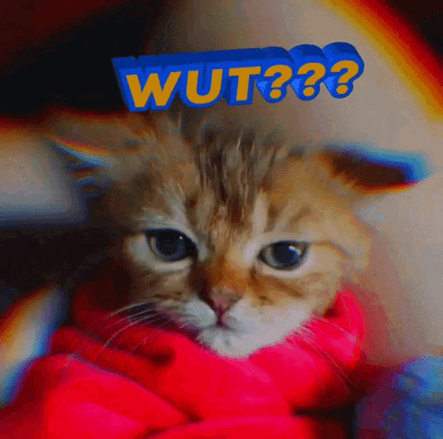 a cat is wrapped in a red blanket with the words wut written above it