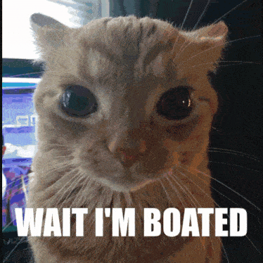 a cat with the words wait i 'm boated on the bottom