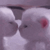 two white kittens are kissing each other in a close up .