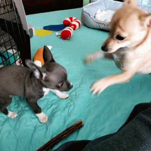 Gypsy Playing With Pepper GIF - Gypsy Playing With Pepper GIFs