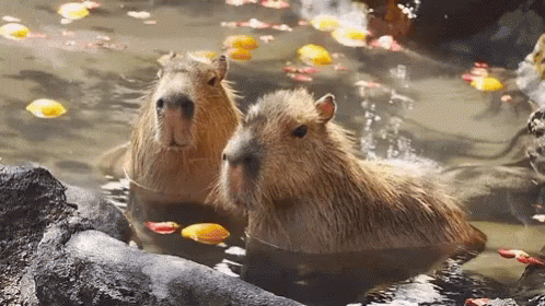 Capybara Onsen GIF - Capybara Onsen Animals GIFs