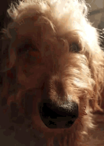 Dog Excited GIF - Dog Excited Wrigley GIFs