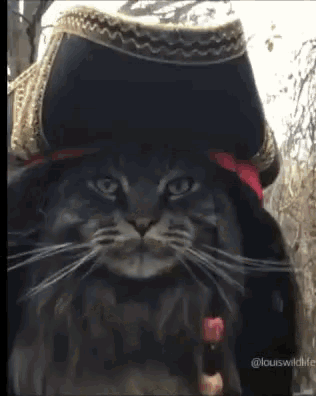 Jack Sparrow Cat Wink GIF - Jack Sparrow Cat Wink Funny Animals GIFs