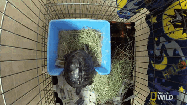 Chilling In A Cage World Turtle Day GIF - Chilling In A Cage World Turtle Day Dr Ks Exotic Animal Er GIFs