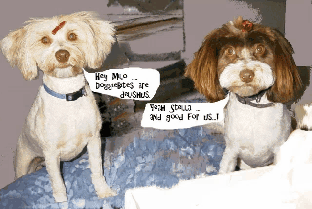 two dogs are sitting next to each other with one saying " hey milo doggiebites are jealous "