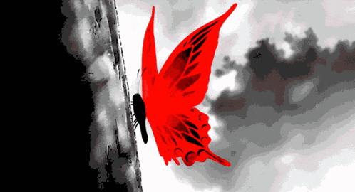 a red butterfly is sitting on a black and white wall