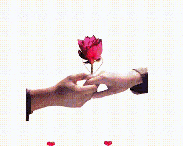 a person is holding a rose in a heart shaped frame