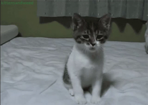 Meow Cat GIF - Meow Cat What GIFs