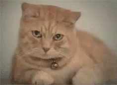 Tears Cat GIF - Tears Cat Sad GIFs