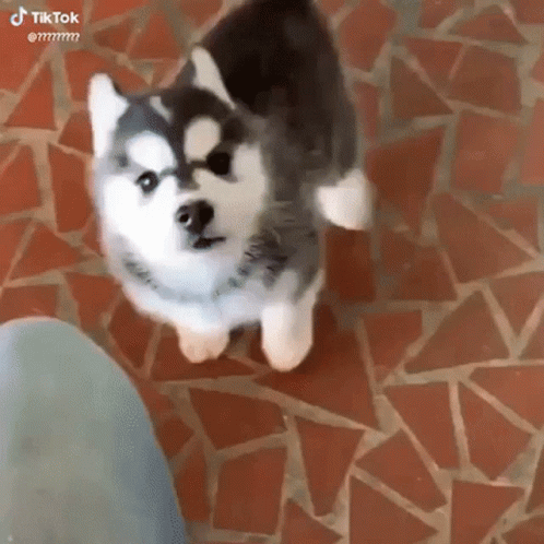 Dog Cute GIF - Dog Cute Puppy GIFs