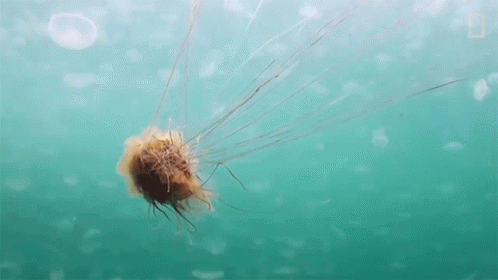 Underwater Jellyfish World Jellyfish Day GIF - Underwater Jellyfish World Jellyfish Day Sea Jellies GIFs