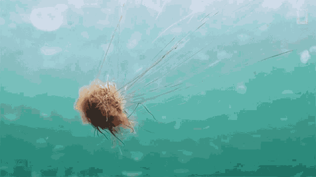 a brown jellyfish with long tentacles is swimming in the ocean