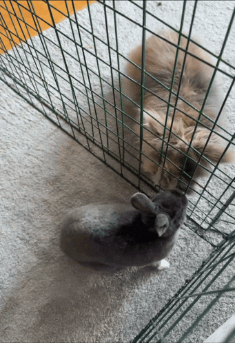 a cat and a rabbit are behind a wire cage