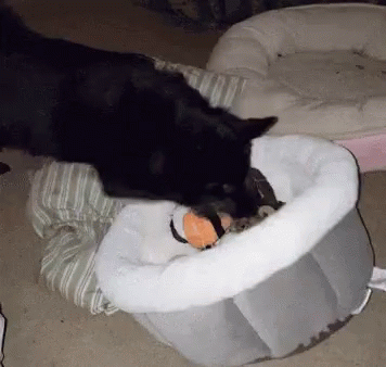 Excited Dog GIF - Excited Dog Looking For GIFs