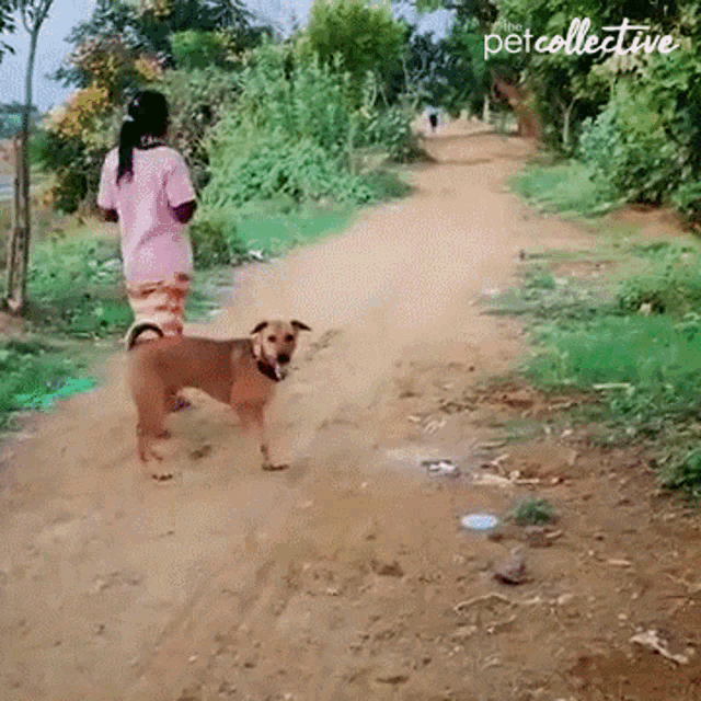 Running Away The Pet Collective GIF - Running Away The Pet Collective Dog GIFs