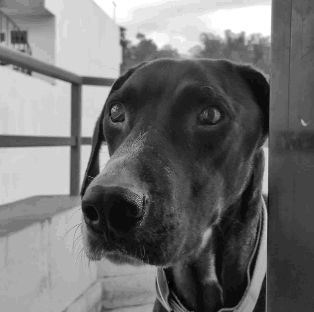 a close up of a black dog 's face looking at the camera