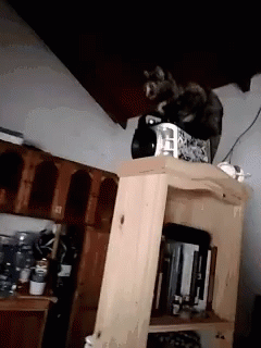 Cat Pet GIF - Cat Pet Equilibrista GIFs