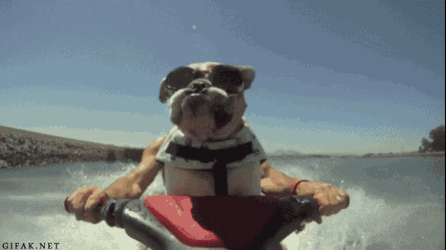 a dog wearing sunglasses is riding a jet ski in the water