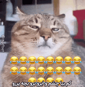 a cat with a bunch of smiley faces on its face