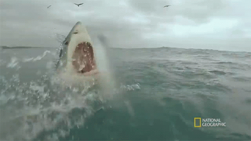 Great White Shark When Sharks Attack GIF - Great White Shark When Sharks Attack Scary GIFs