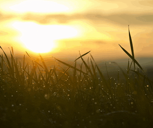 a field of tall grass with the sun shining through it