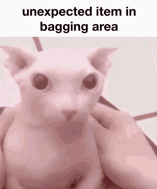 a hairless cat is being held in someone 's hands with the words `` unexpected item in bagging area '' .