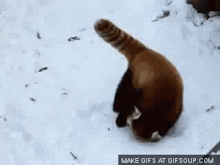 a make gifs at gifsoup.com animated gif of a cat in the snow