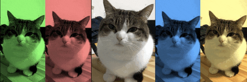 five different colored cats sit on a wooden floor