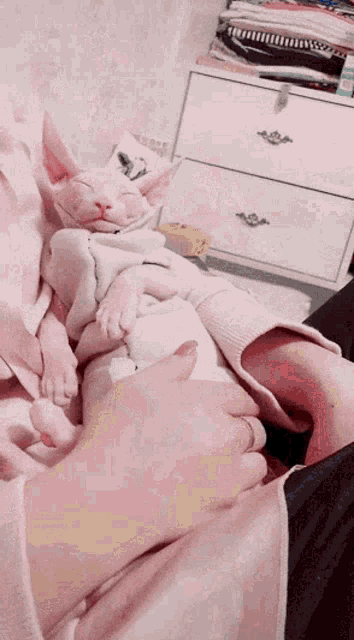 a person is petting a sphinx cat sleeping on their lap .