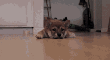 Hard Floors Are Tough GIF - Puppy GIFs