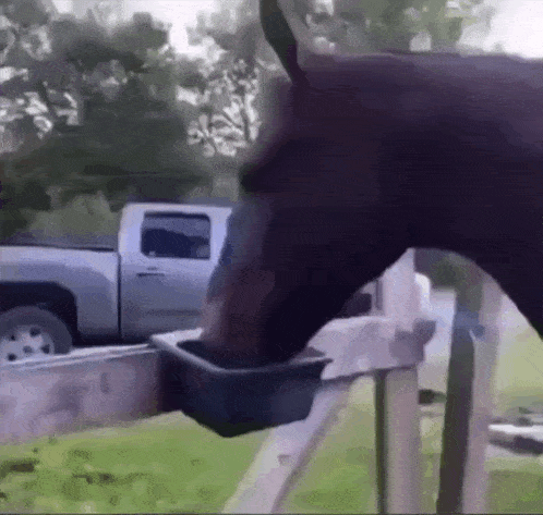 a horse is drinking water from a bucket while a truck is parked in the background