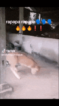 a dog is walking in a room with tiktok written on the bottom right
