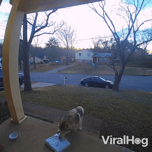 a dog standing on a porch next to a bag of dog food that says viralhog on the bottom right