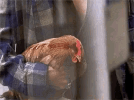 a person is holding a chicken in their arms