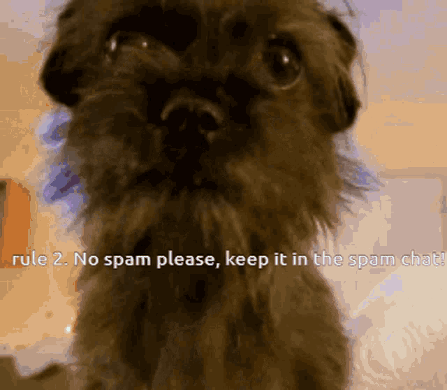 a dog with the words rule 2 no spam please keep it in the spam chat behind it