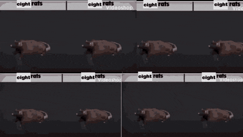 a video of a goat with the words eight rats on it