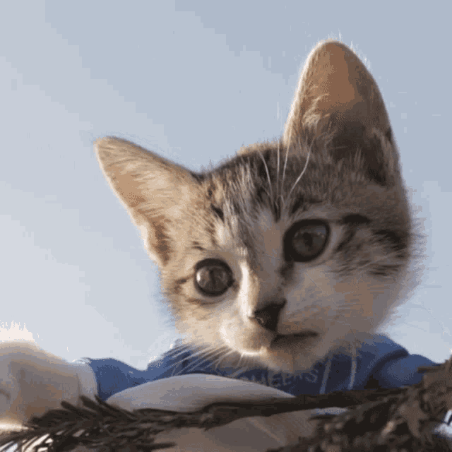 a kitten wearing a blue and white shirt with the word rugby on it