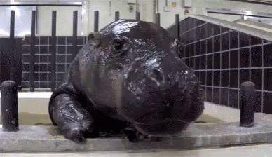 Hippo Hungry GIF - Hippo Hungry Swim GIFs