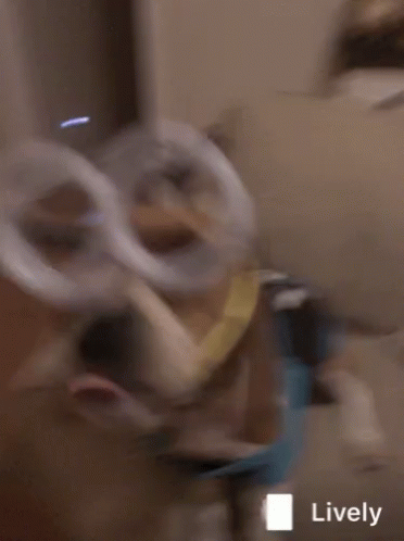 Dog Beagle GIF - Dog Beagle Minions GIFs