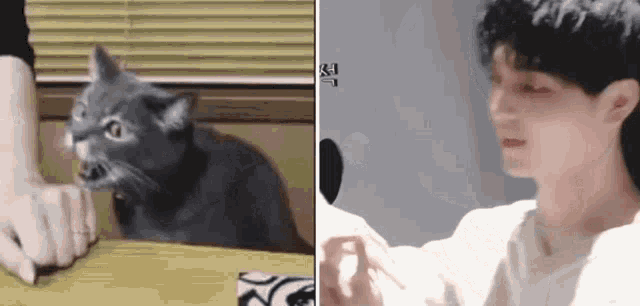 a cat is sitting on a table next to a man holding a piece of paper .