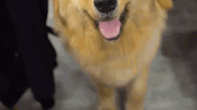 a close up of a dog 's face with its tongue out