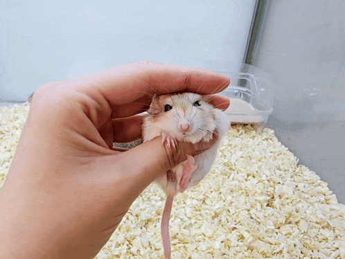 a person holding a small hamster in their hand