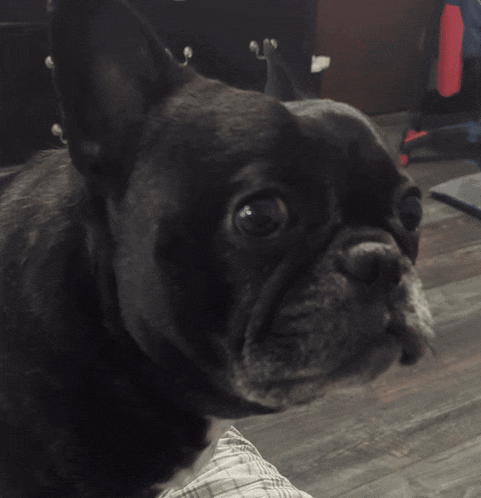 a close up of a black dog with a person 's hand on its face