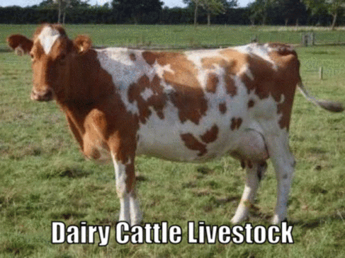 Japan Cattle Livestock Exports Dairy Cattle Import Japan GIF - Japan Cattle Livestock Exports Dairy Cattle Import Japan Australian Dairy Cattle GIFs