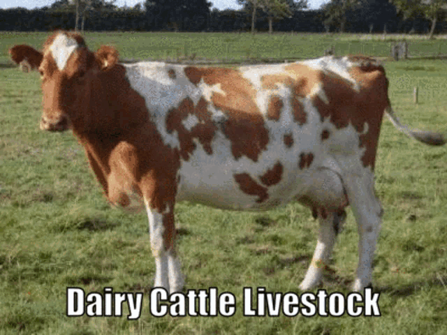 a brown and white cow standing in a field with the words dairy cattle livestock below it